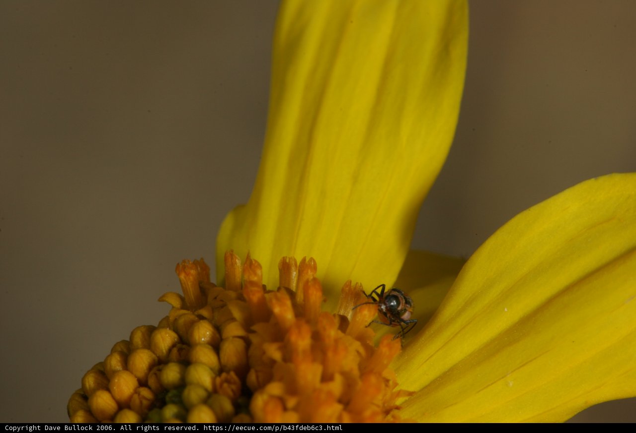 Buzzing Insect on Vibrant Yellow Flower