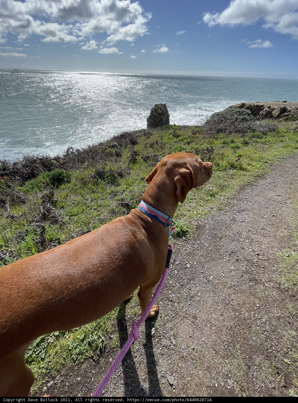 Canine Contemplation