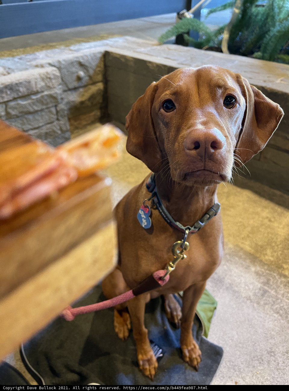 A Vizsla Can't Resist