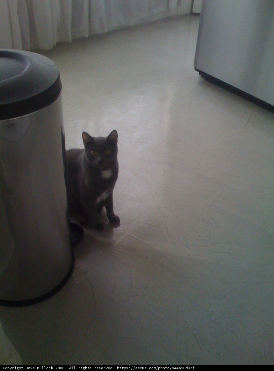 The Cat and the Tin Can