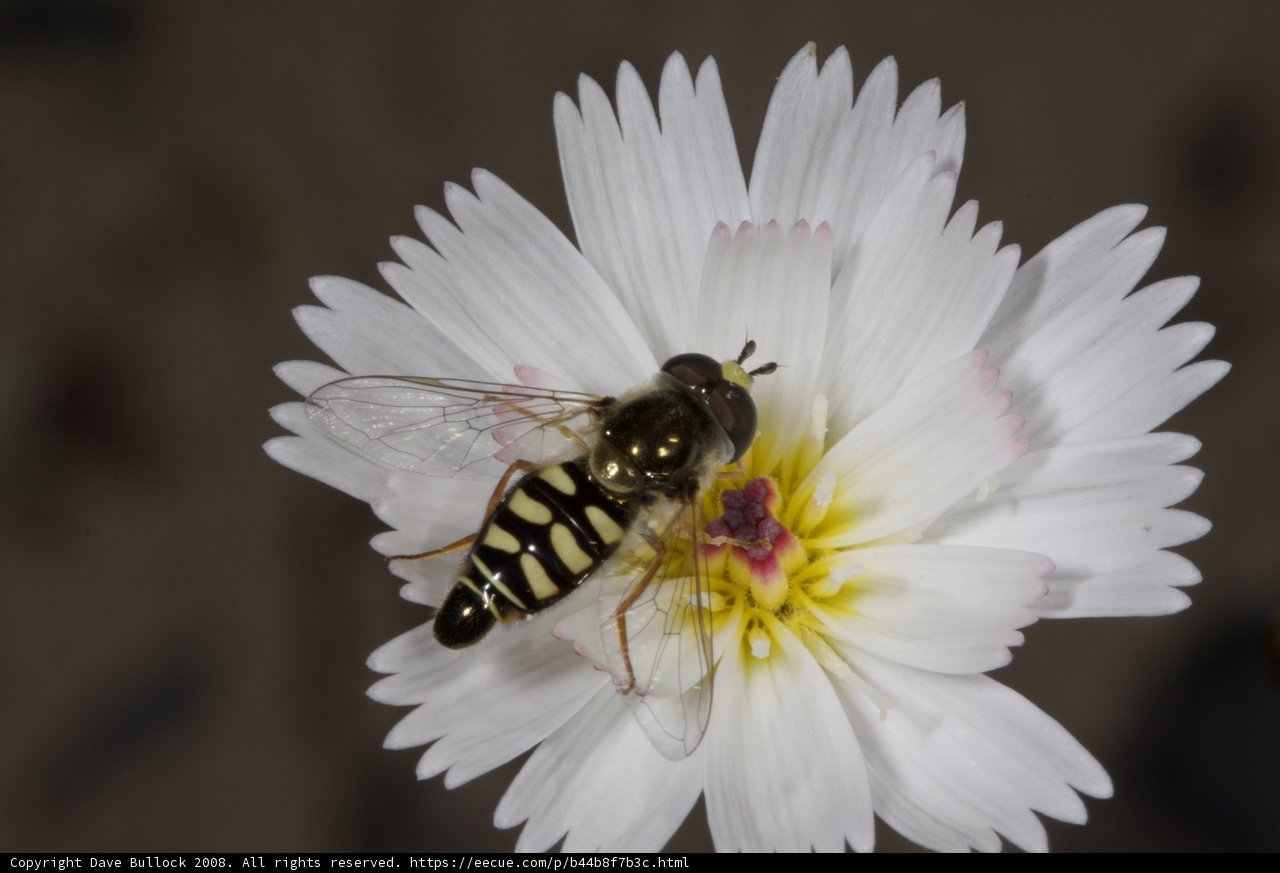 Insect on Flower