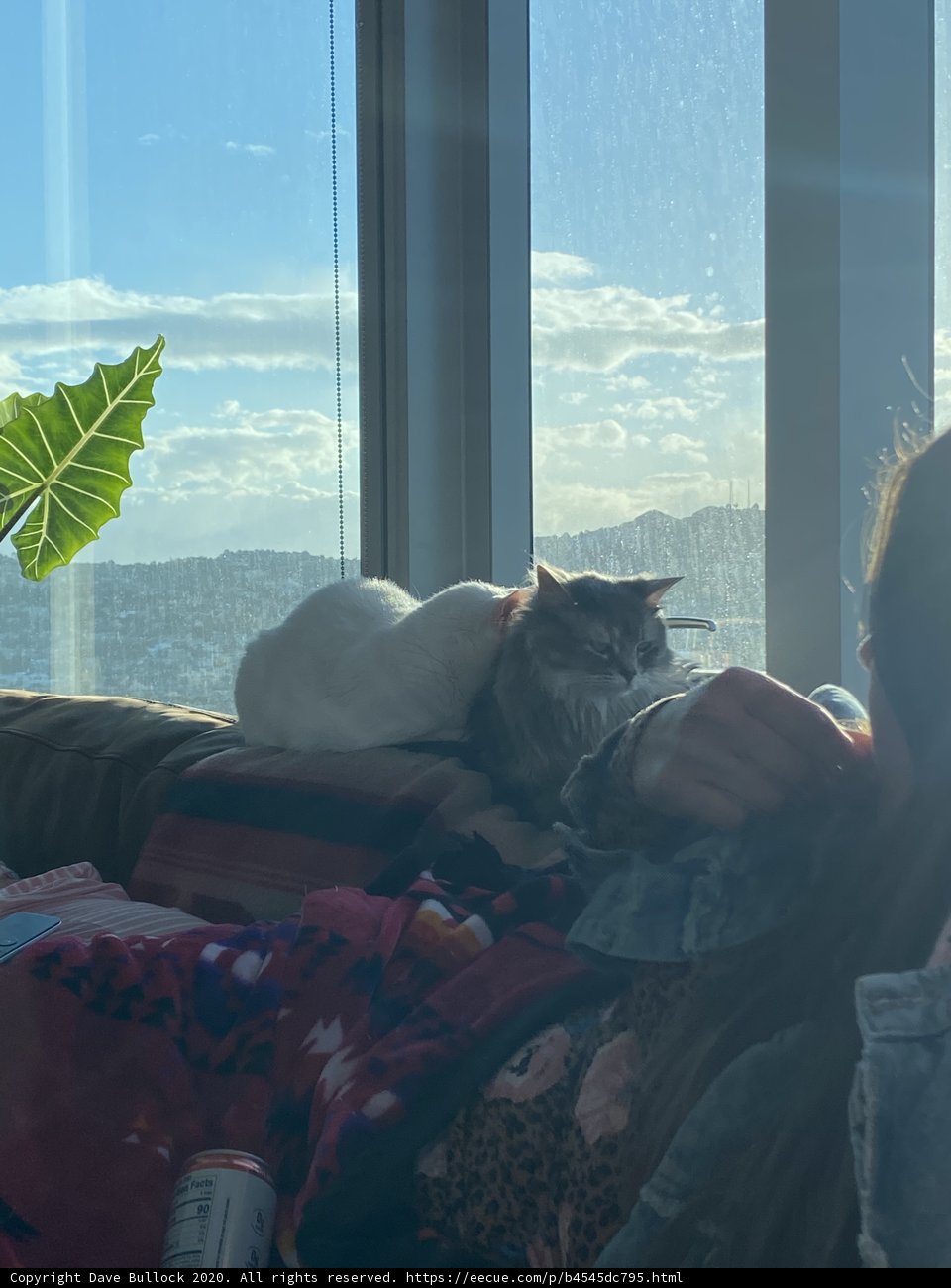 Lazy Afternoon with My Furry Companion