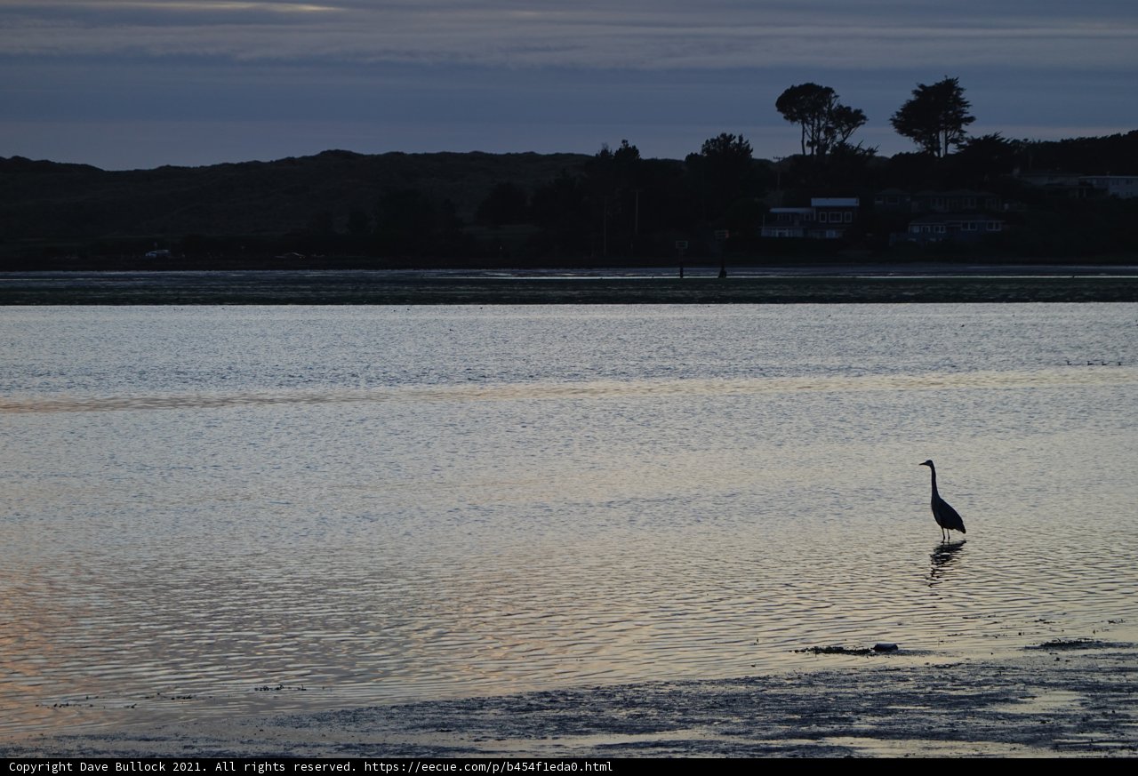 Dusk at Bodega Bay Caption: A graceful waterfowl stands majestically in the serene waters of Bodega Bay, framed by the dusky sky and towering trees.