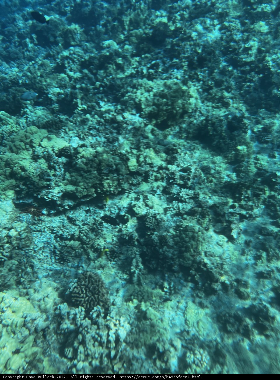 Magnificent Underwater Coral Realm