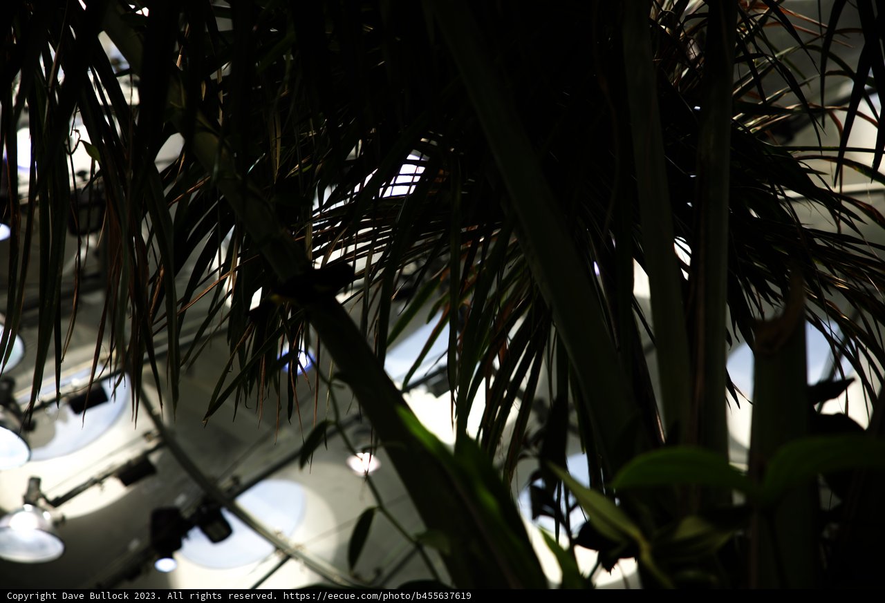 Serenity in the Palm
