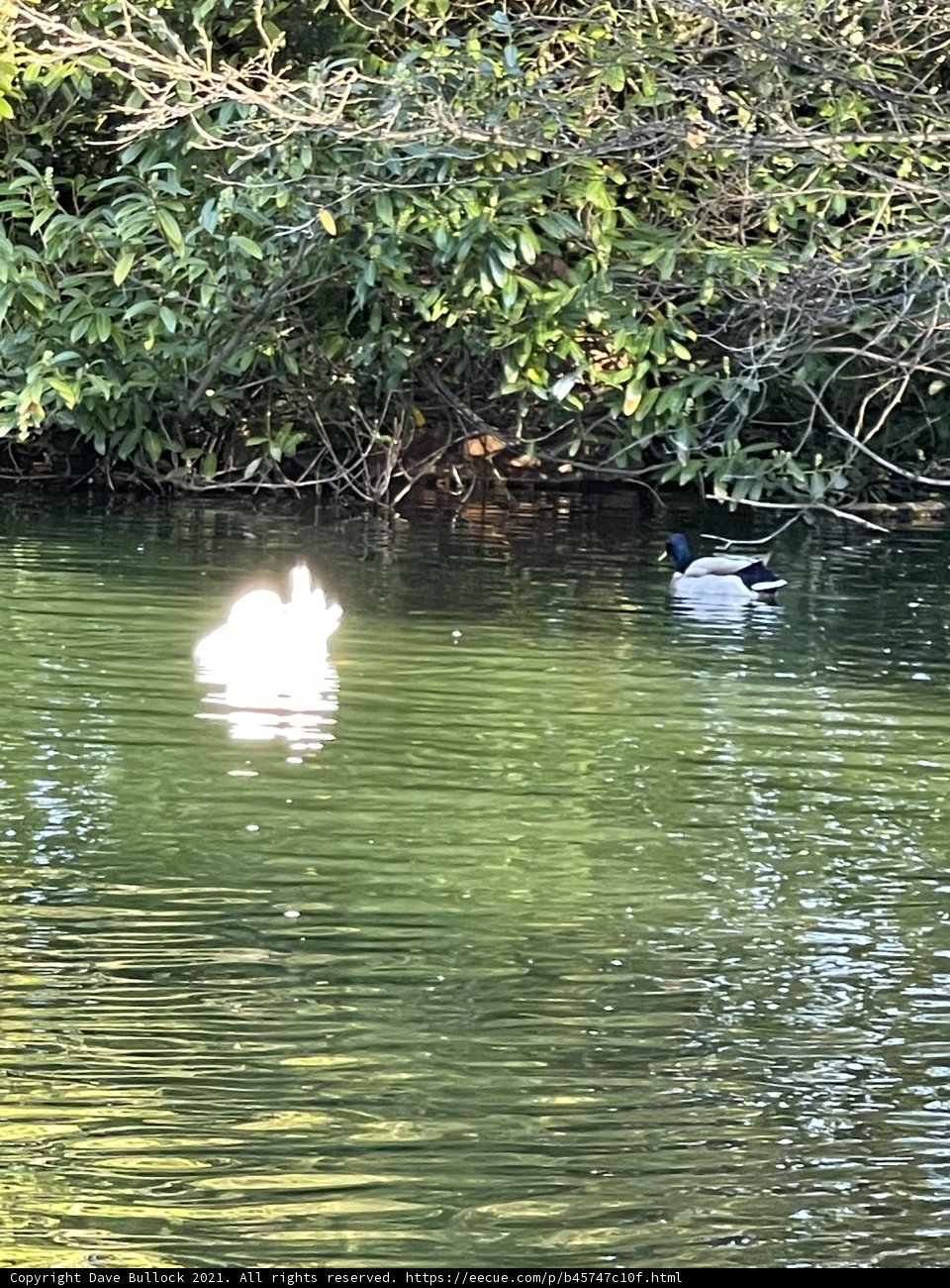 Swimming Ducks near Trees at Stow Lake