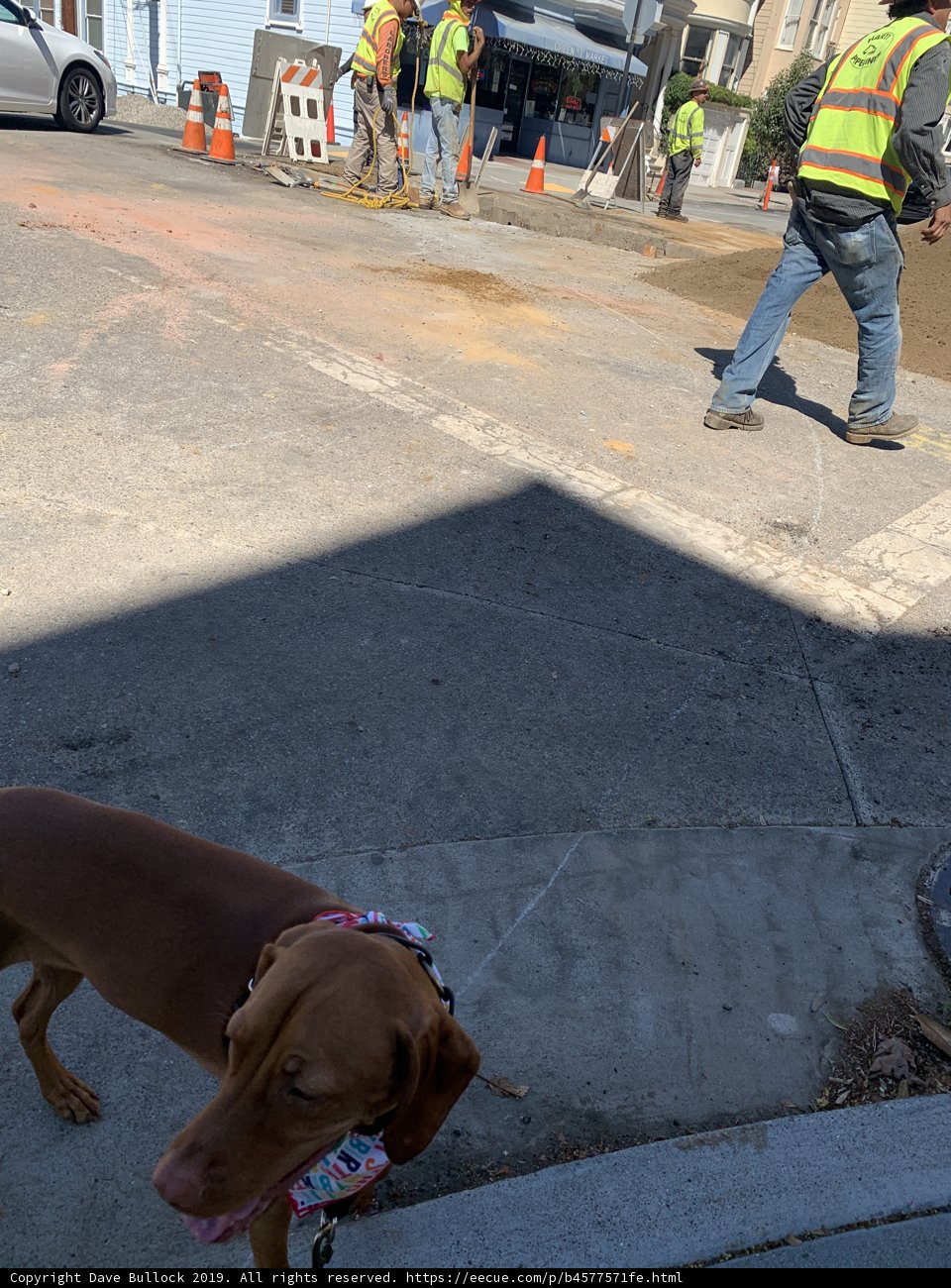 Dog on Sidewalk Watching Construction Crew in San Francisco