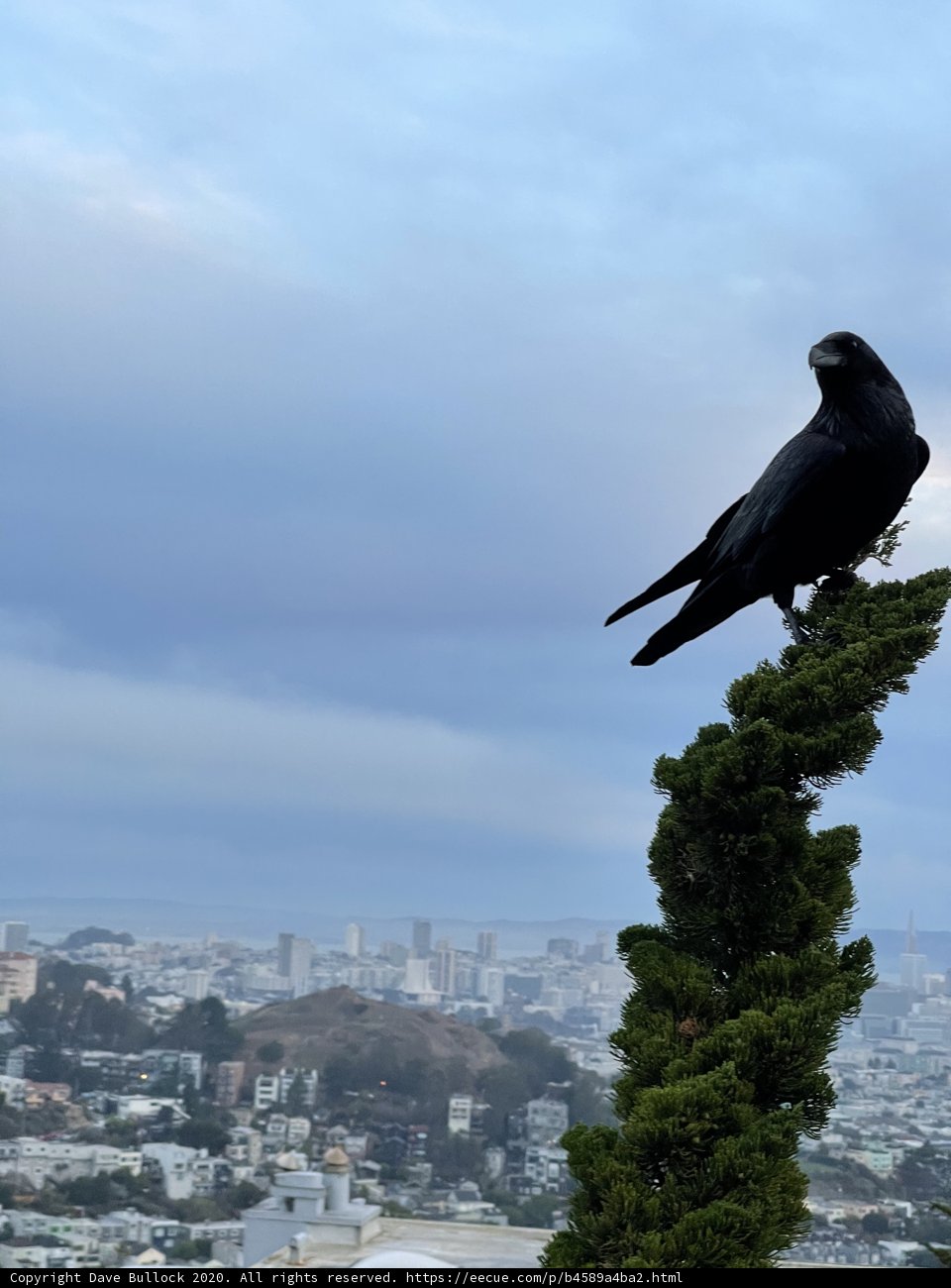Crow's Eye View of San Francisco