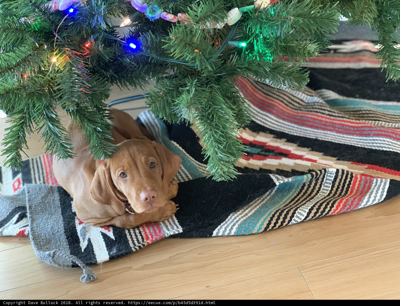 Cozy Christmas Companion