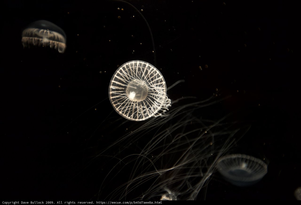 Wheel of Jellyfish