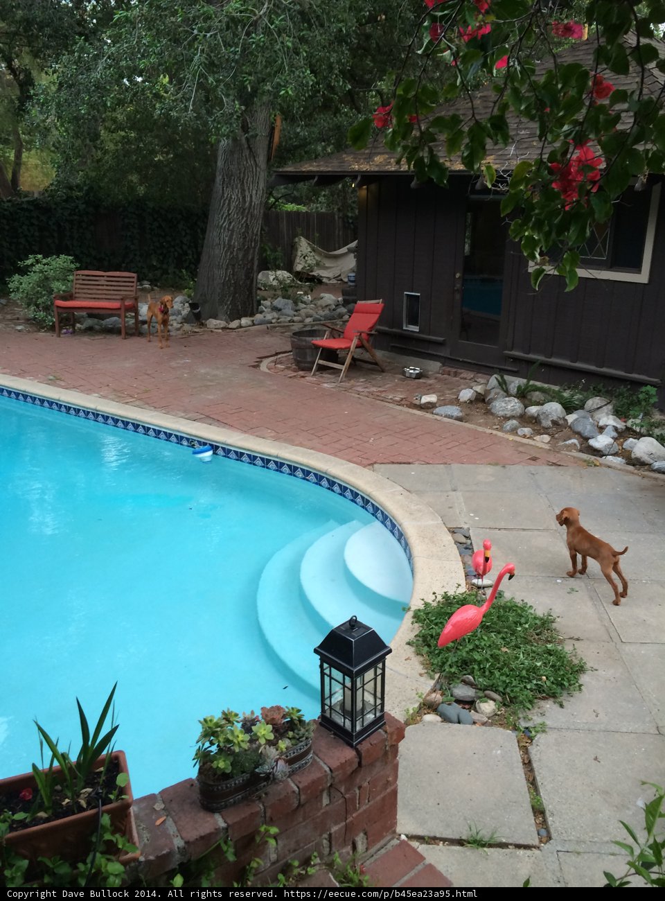 Backyard Oasis