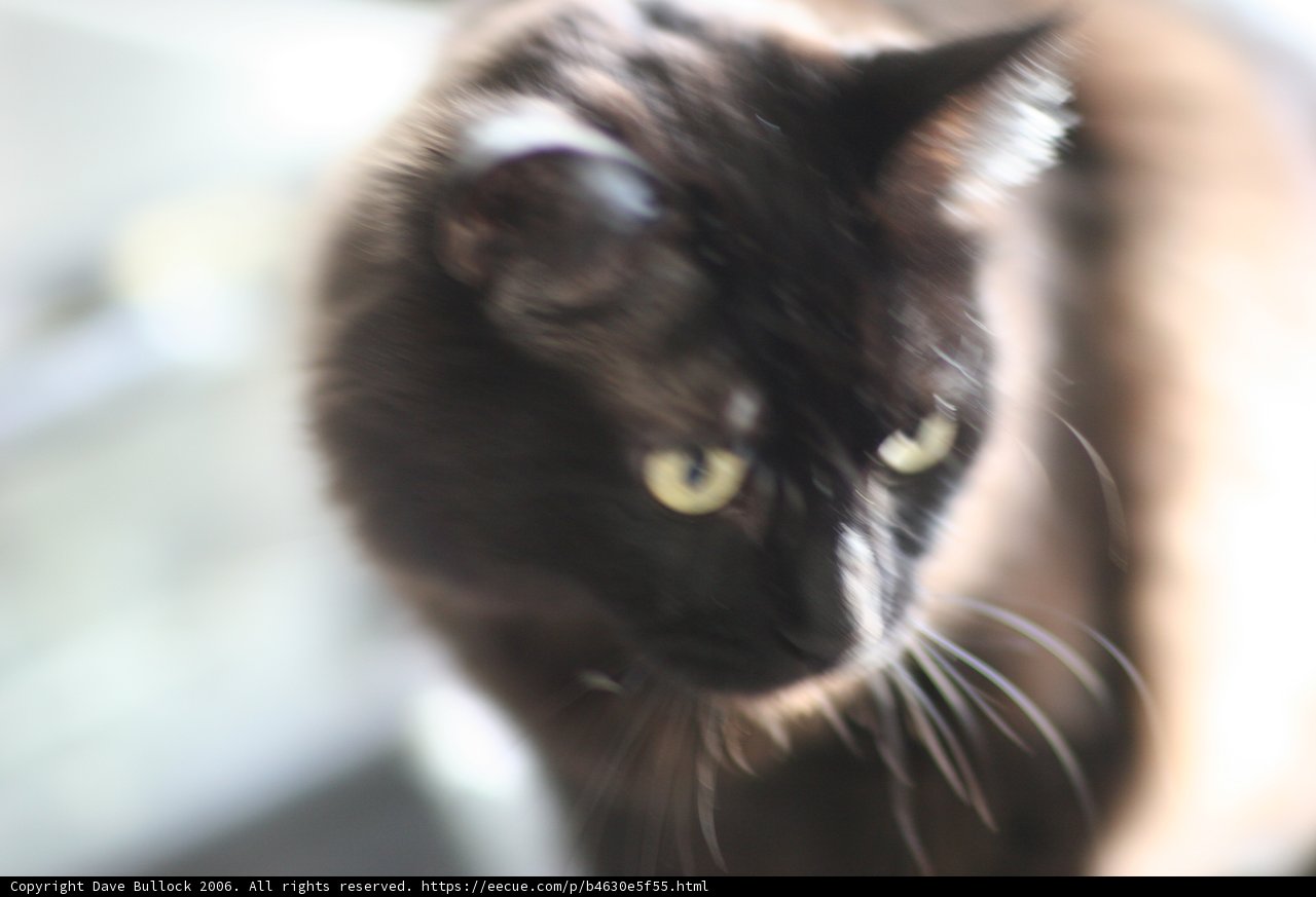 Enigmatic Feline