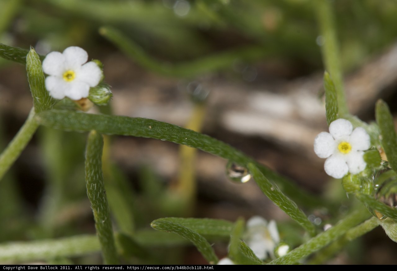 White Geranium with Dew Drops