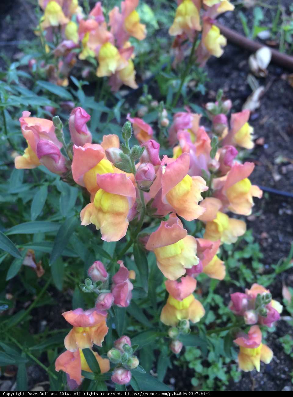Burst of Spring in Altadena