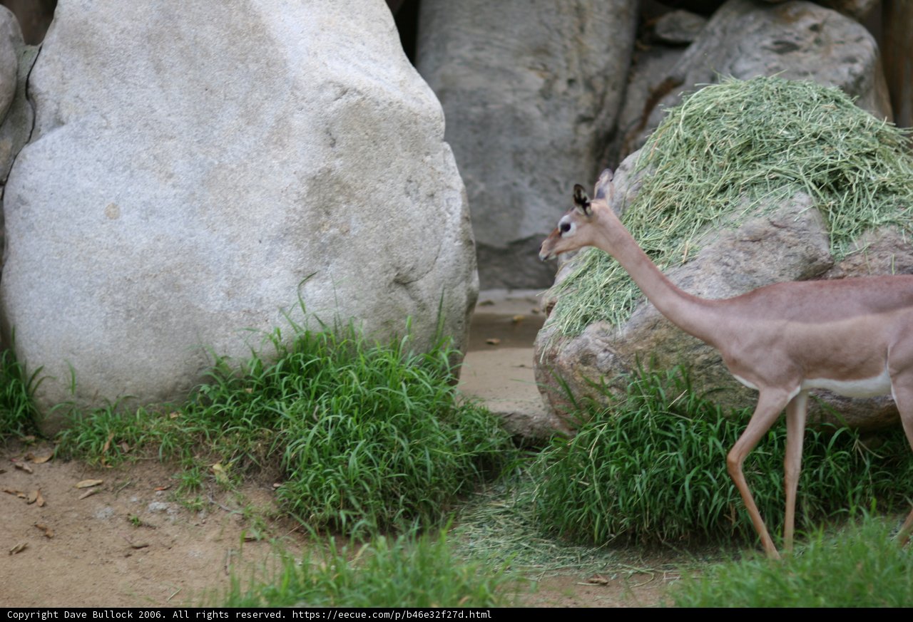 Graceful Gazelle