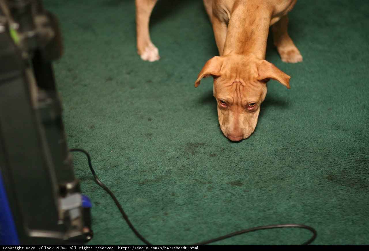 Canine Detective on the Hunt
