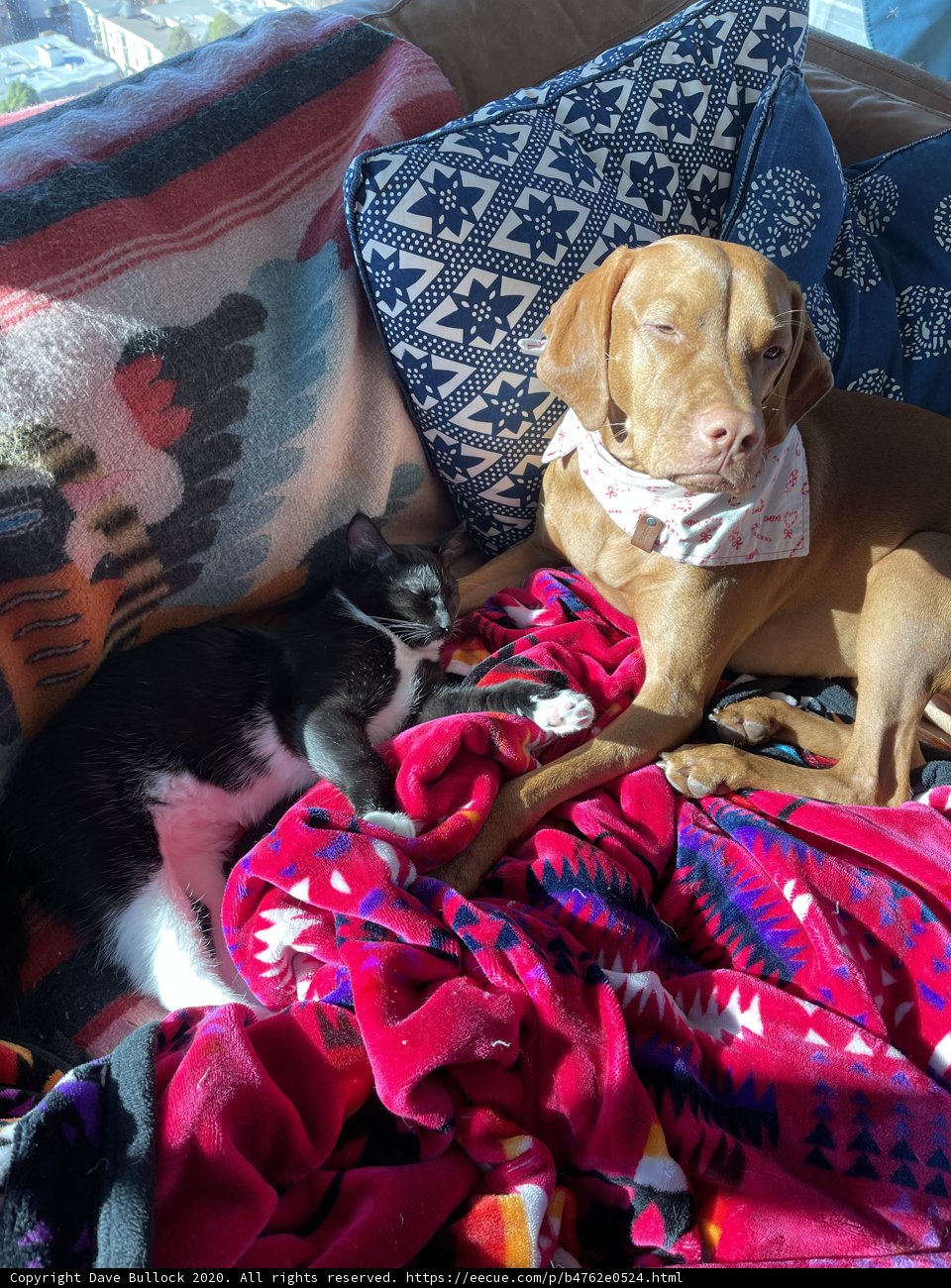 Furry Friends on a Cozy Couch