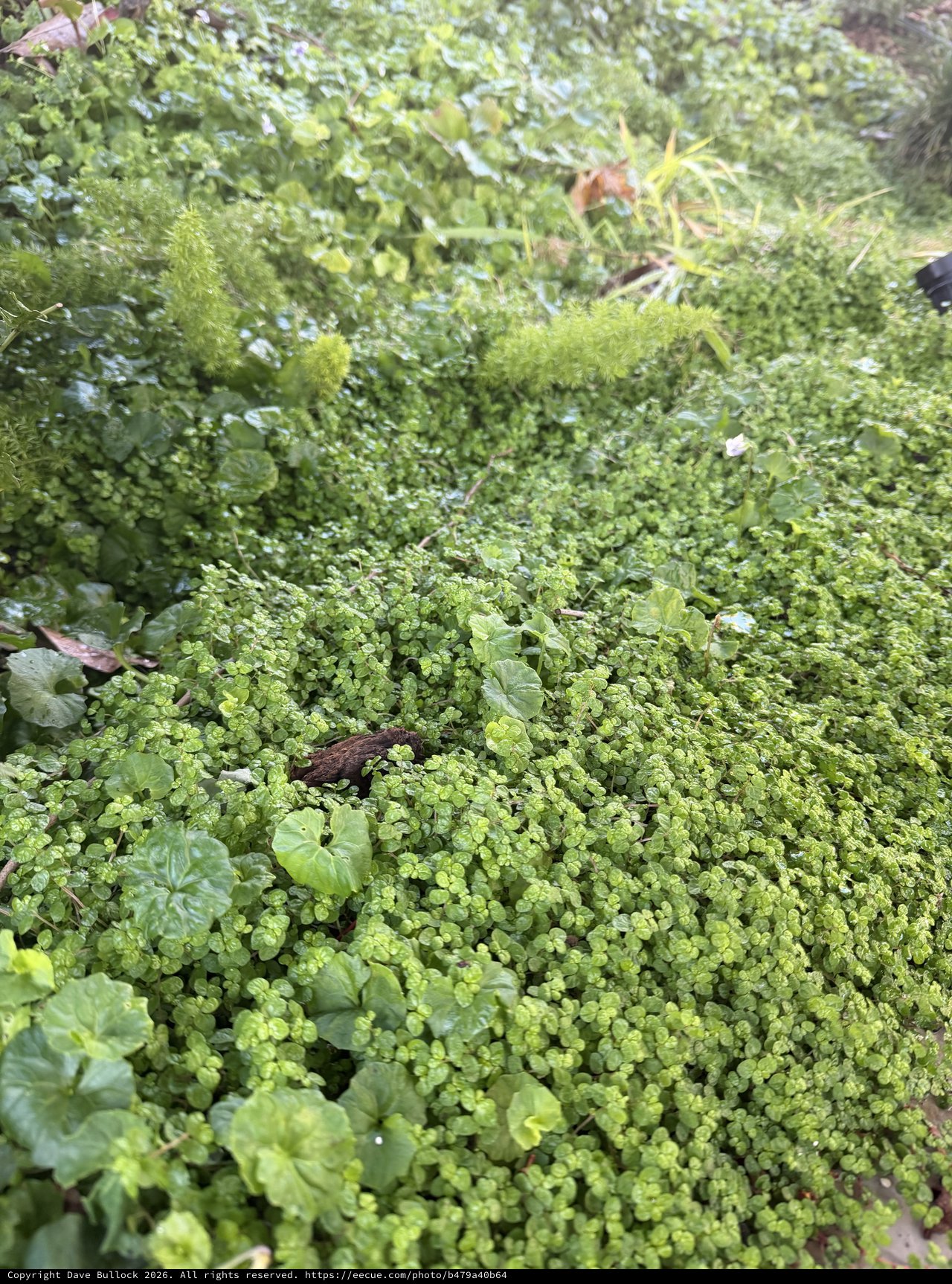 Lush Garden Ground Cover and Moss Detail