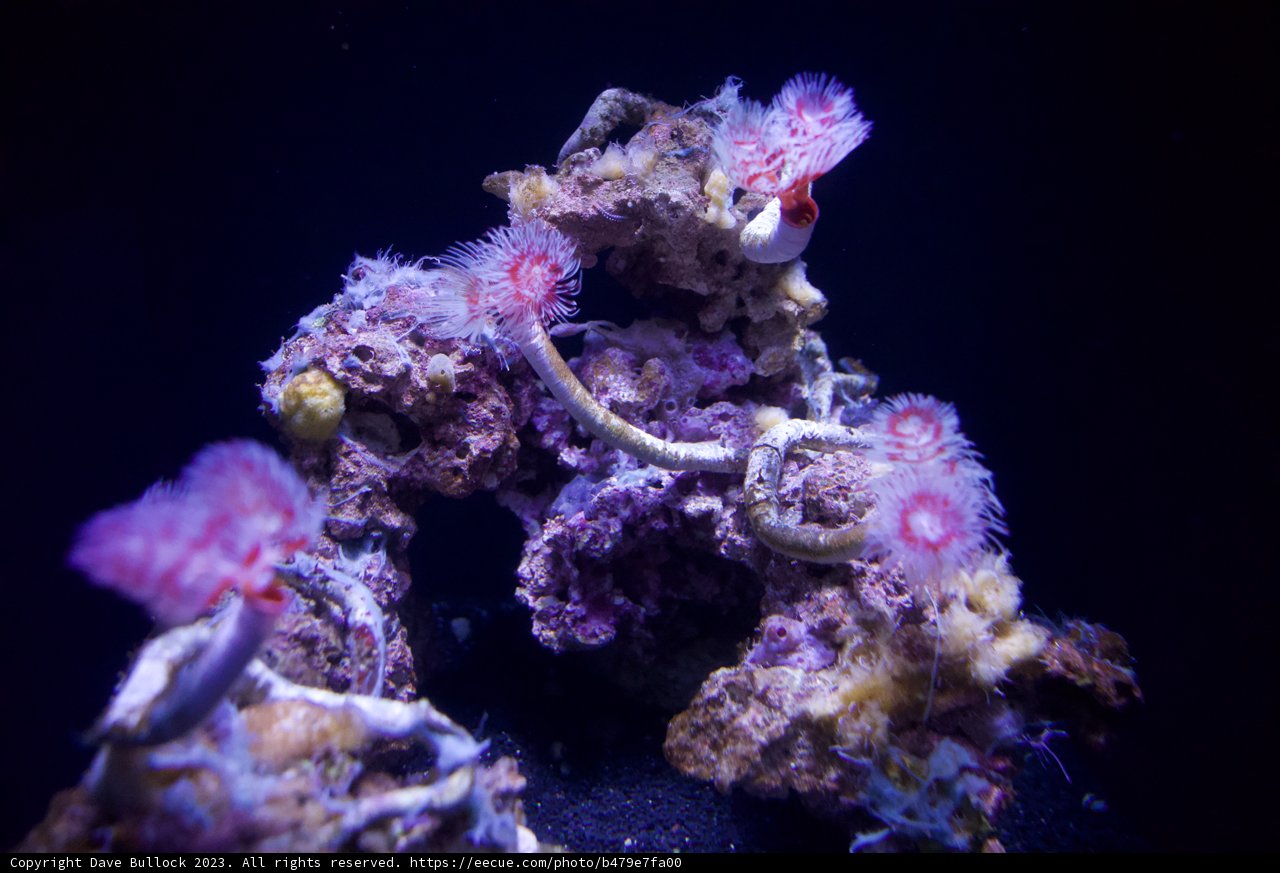 Aquatic Blossom - A Unique Coral Display in Golden Gate Park