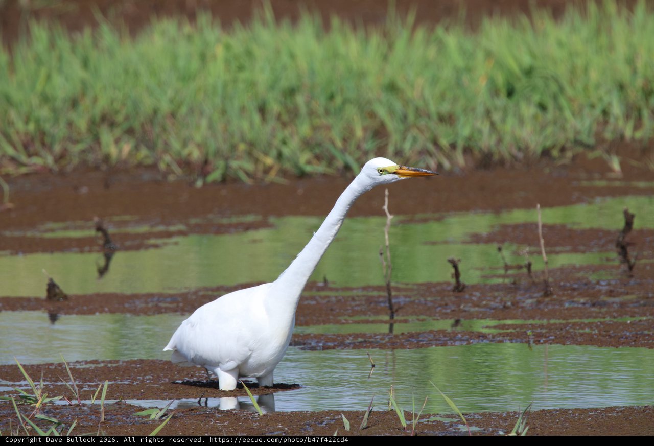 Great Egret Wading in Shallow Wetland Waters