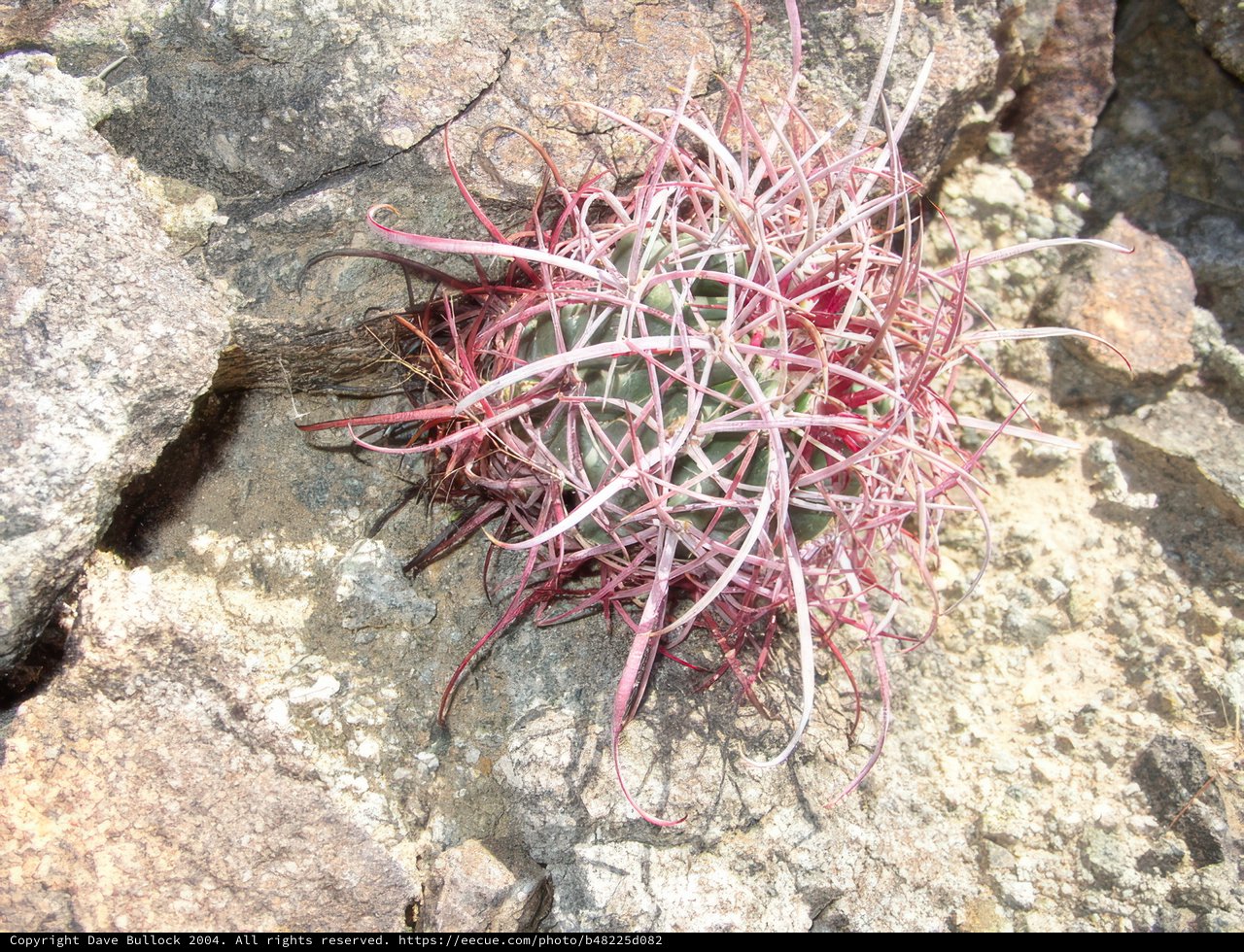 Rocky Cactus