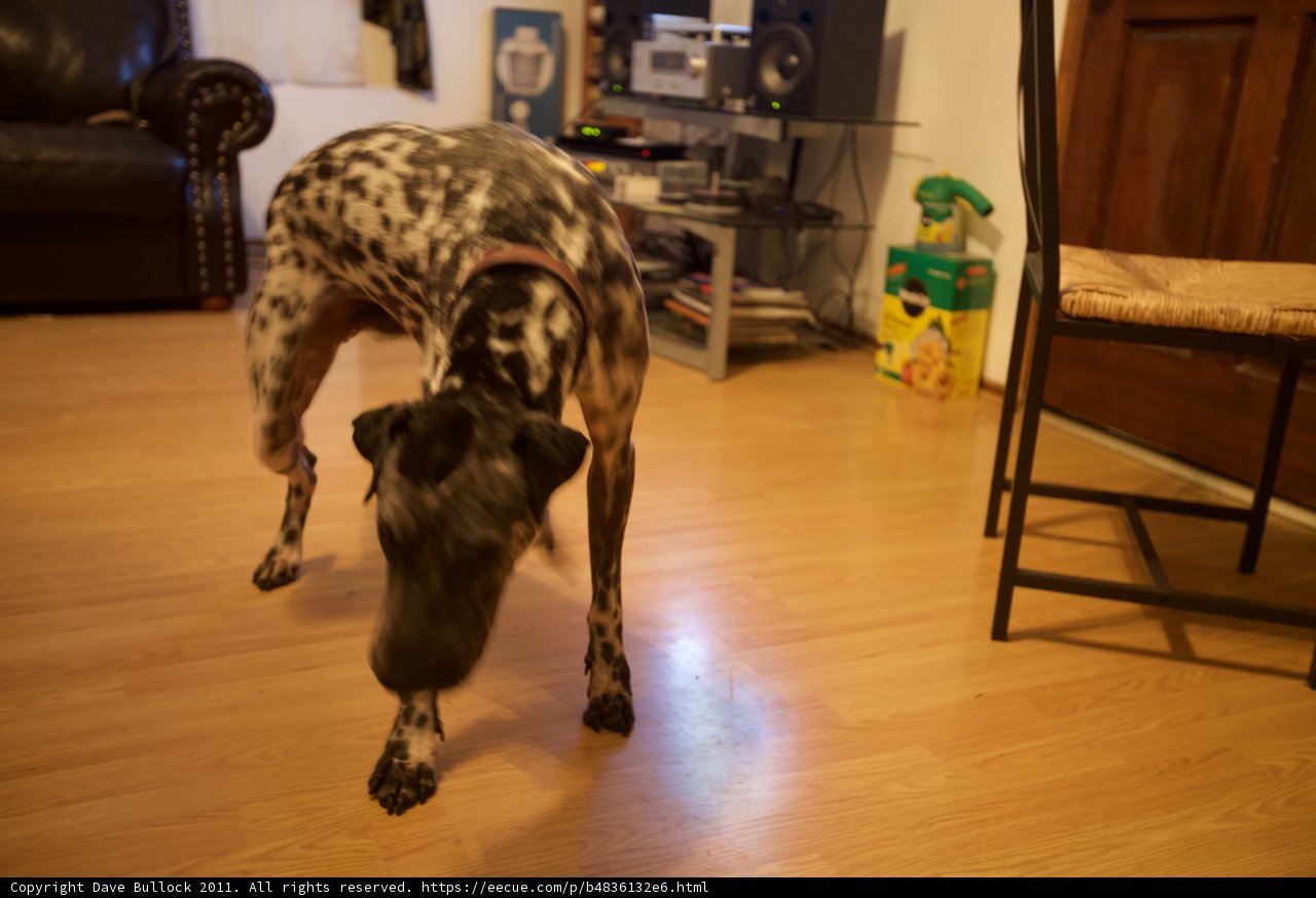 A Canine on Hardwood Floor