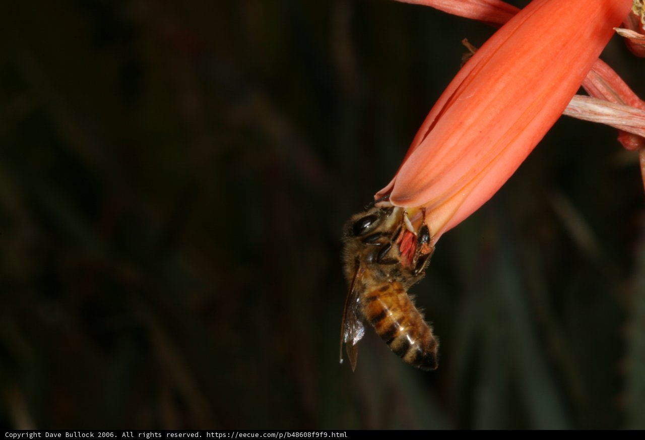 Buzzing on Red