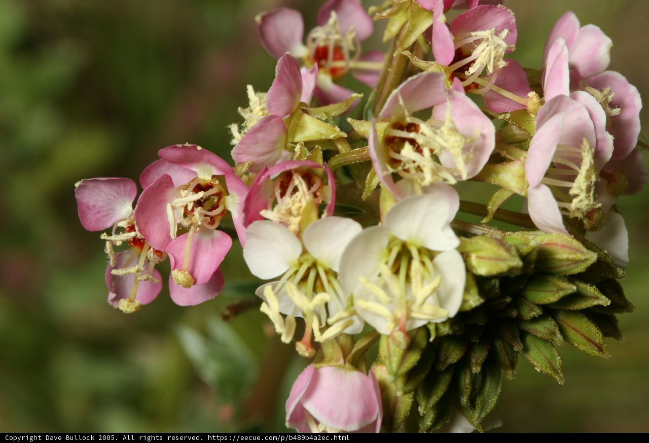 Delicate Pink and White Blossoms