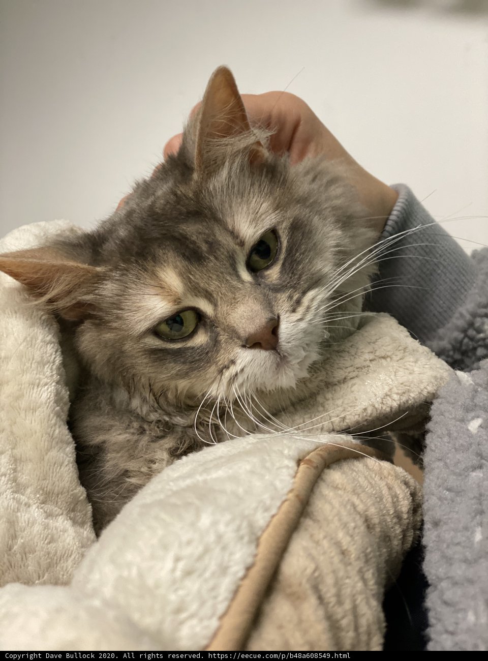 Cozy cuddles with an Abyssinian cat