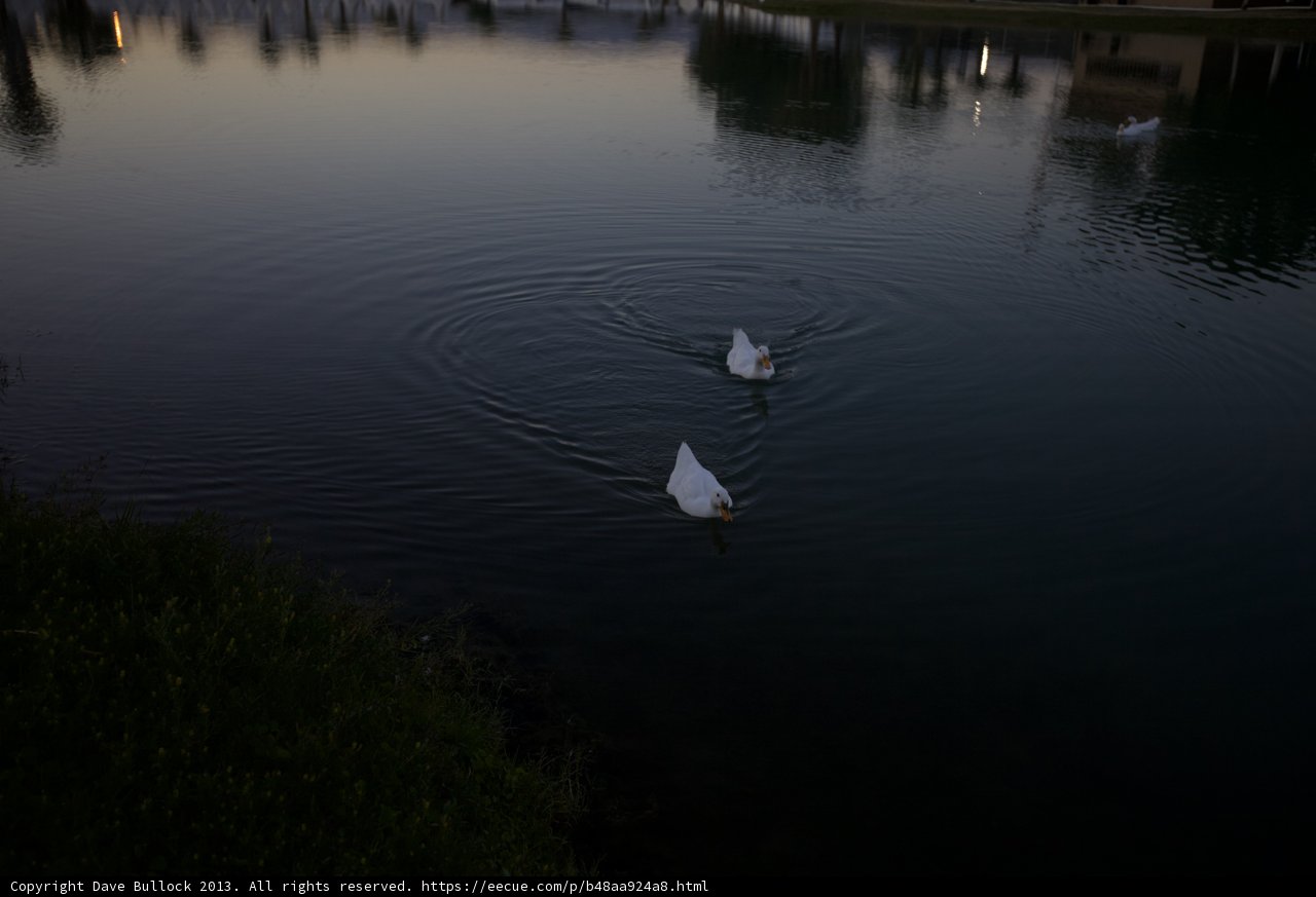 Serenity in Motion