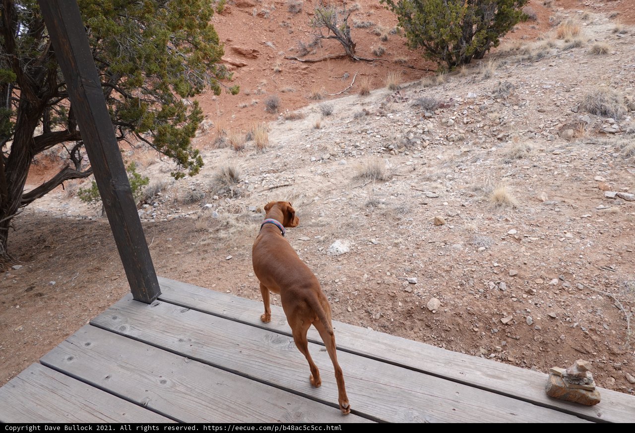 Curious Vizsla Standing on Wood Deck