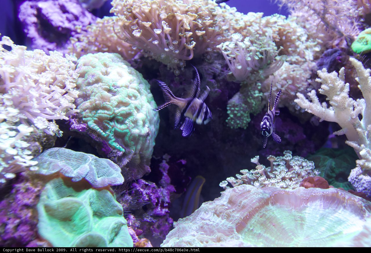 Swim among the Coral Reef