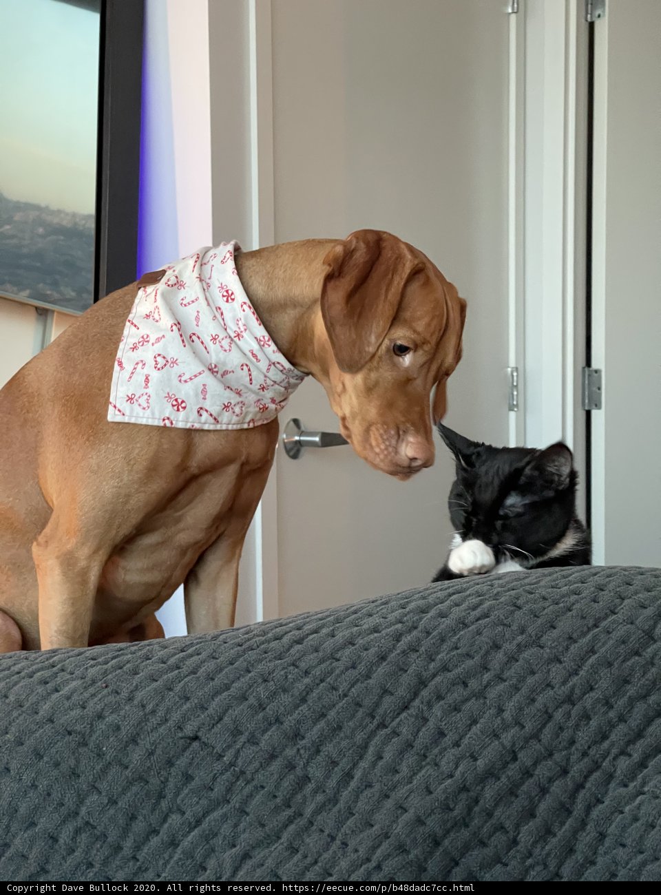 Canine and Feline Stare-Down