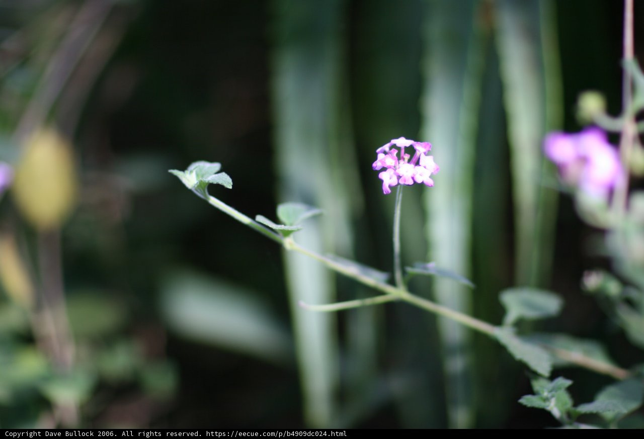 A Purple Geranium Blossom Draws in a Bee