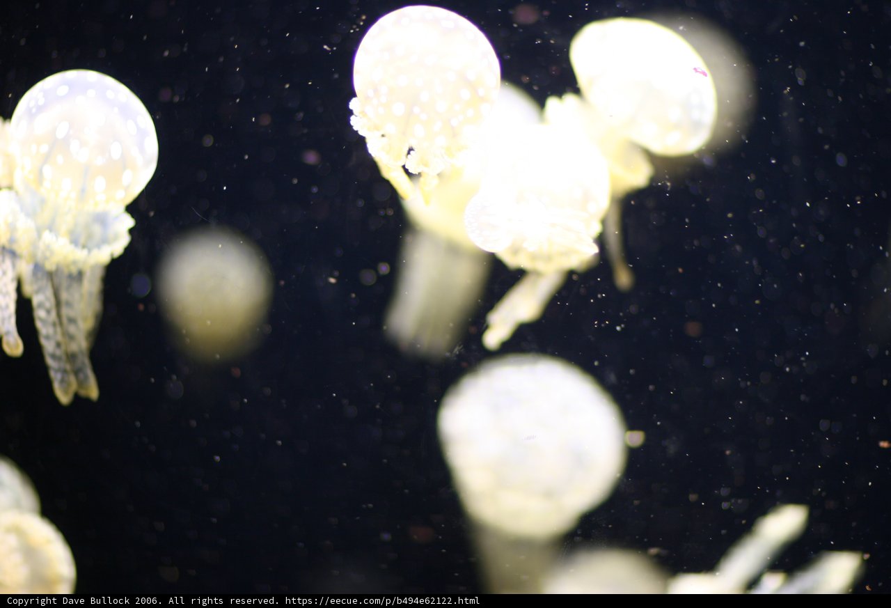 Bioluminescent Jellyfish in the Deep