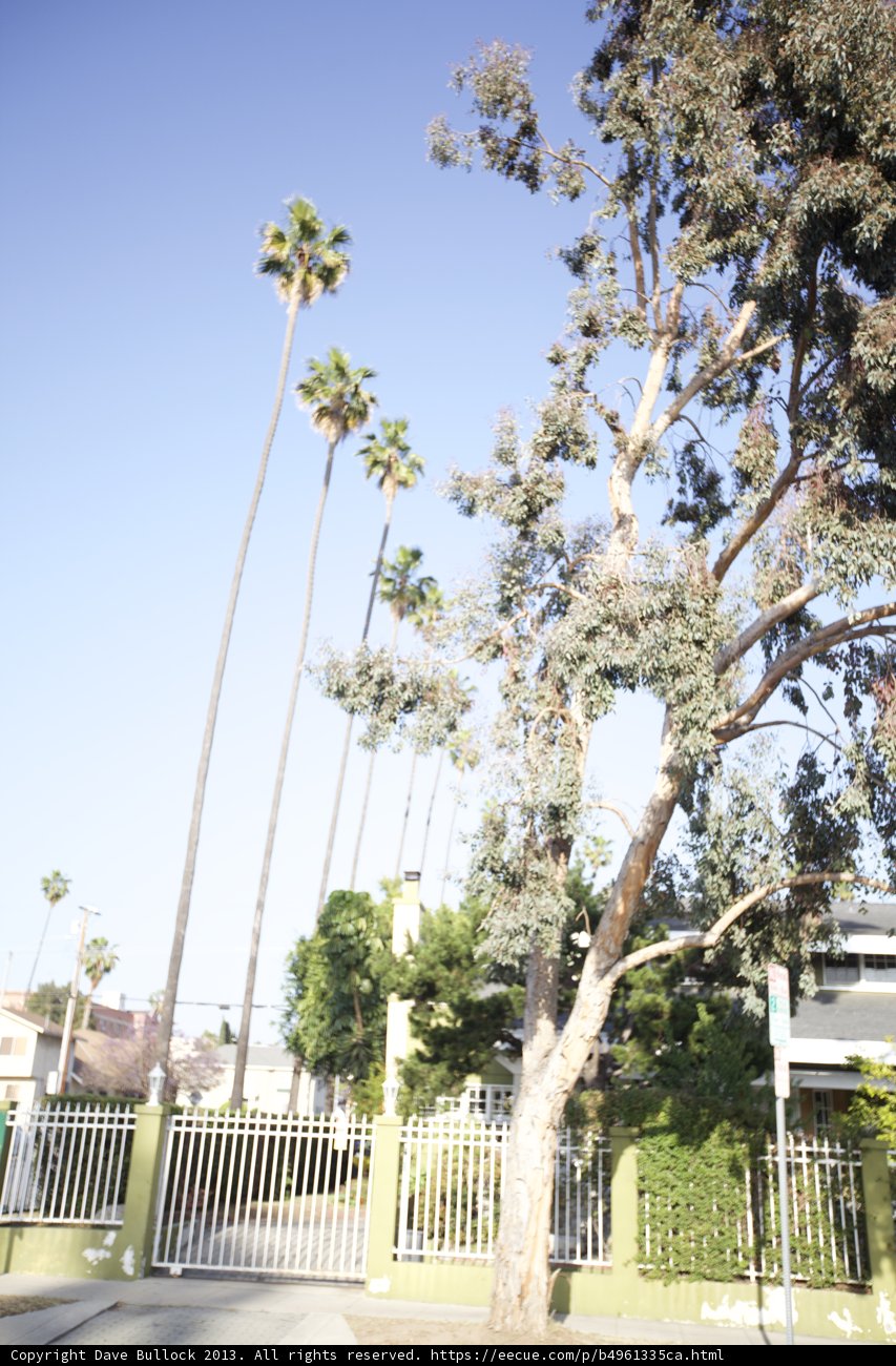 Majestic Tree with Oversized Leaf
