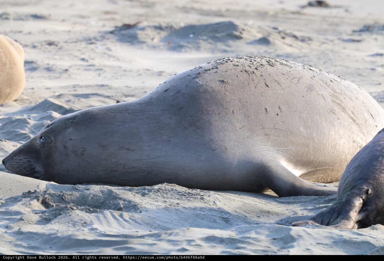 Elephant Seal Resting on Sandy Beach at Drakes Beach