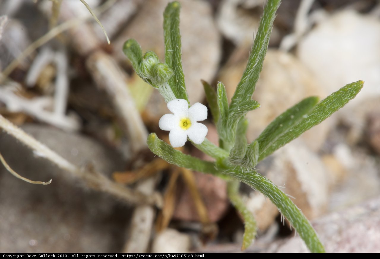 Delicate Desert Bloom