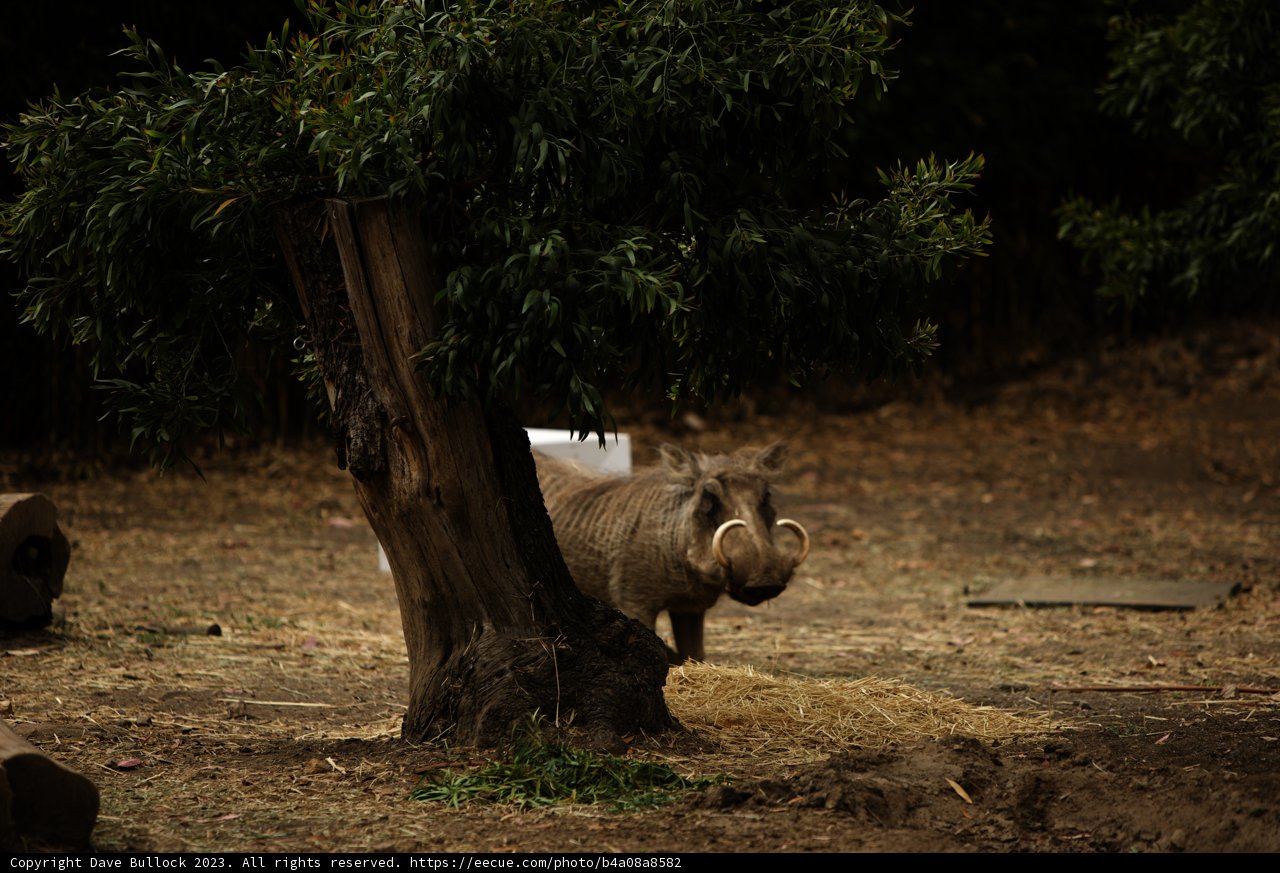 Majestic Hippo at the Oakland Zoo