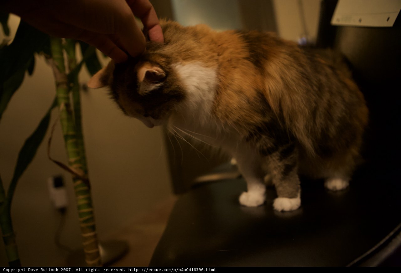 Nighttime Perch