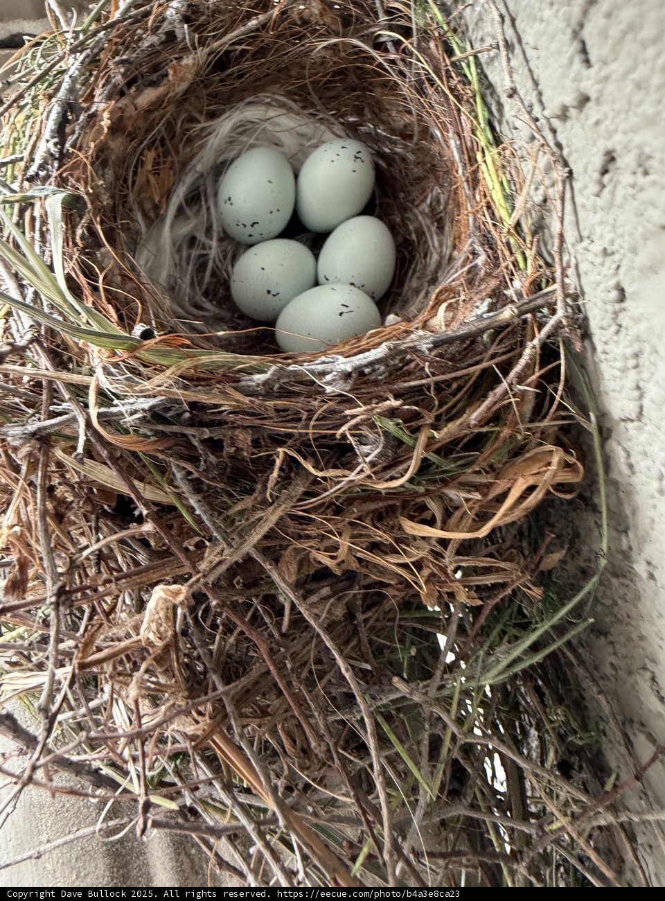 Nature's Cradle