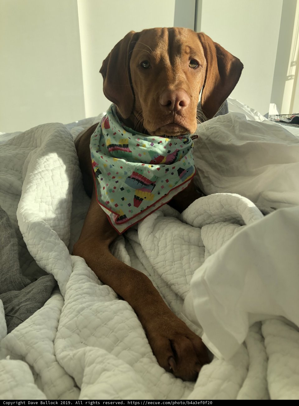 Cozy Canine