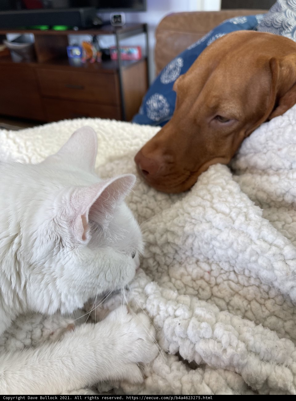 Furry Companions Enjoy an Afternoon Nap Together