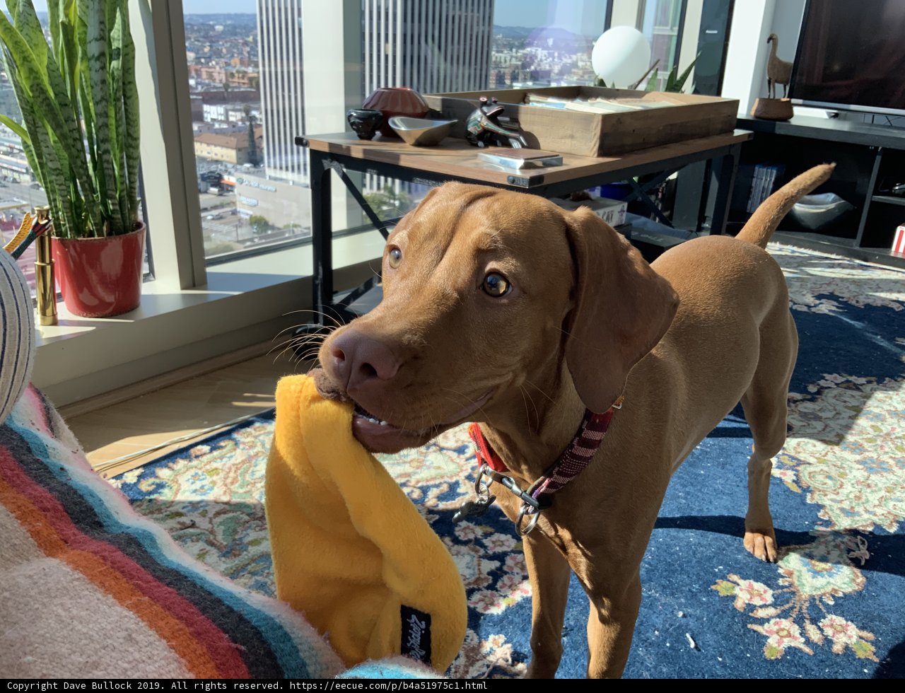 Playful Pup in a Plant-Filled Living Room