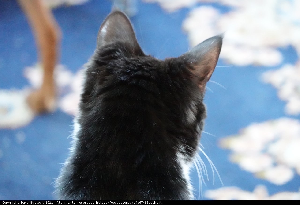 Feline Curiosity