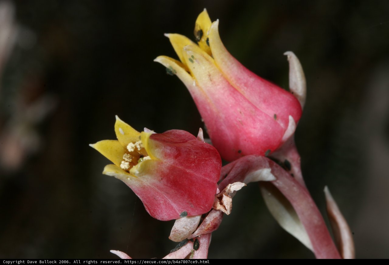 Pink and Yellow Bloom