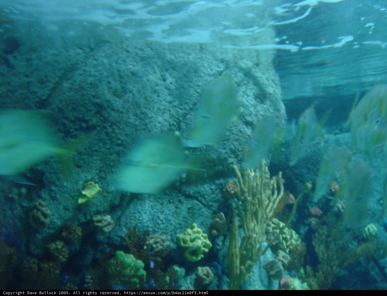 School of Fish in Their Natural Habitat