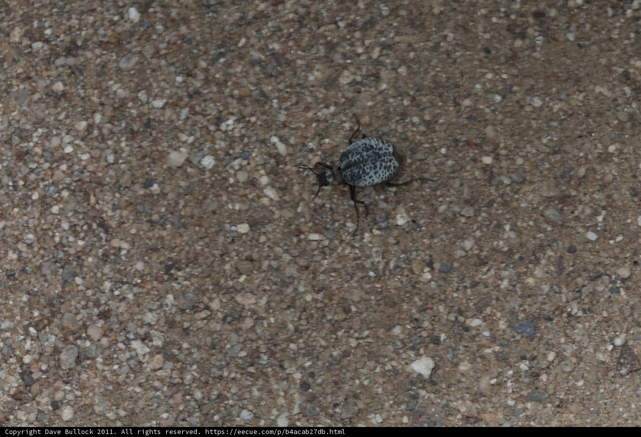 Desert Dung Beetle
