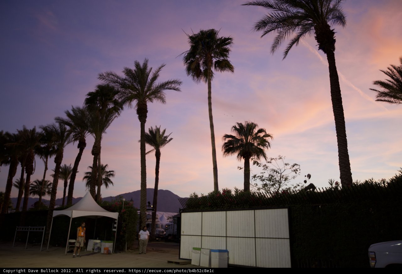 Palms and White Fence at Coachella