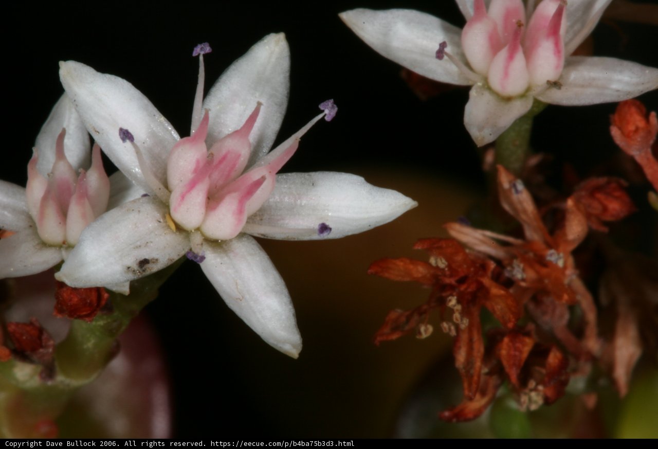 Blooming Beauty